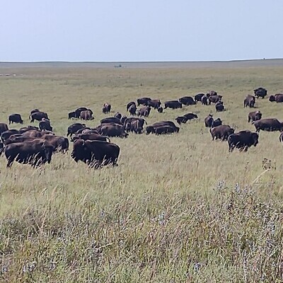 Bison graze peacefully near 70+ people