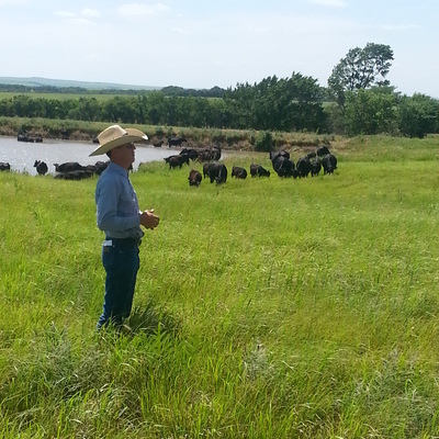 On rangeland site with 100 cows & calves