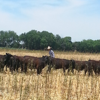 Matt moving cattle closer