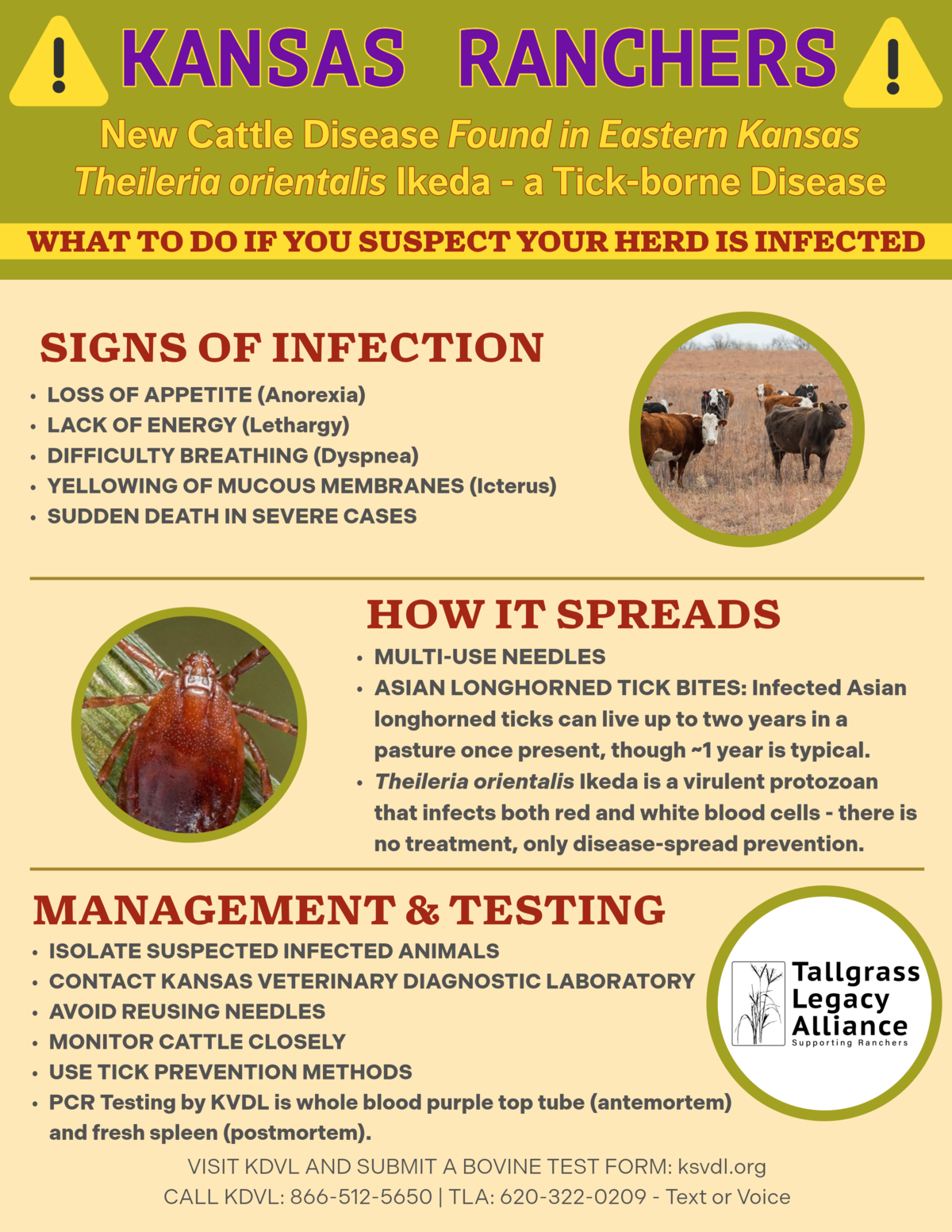 TLA Flyer about Theileria orientalis Ikeda being detected in Kansas